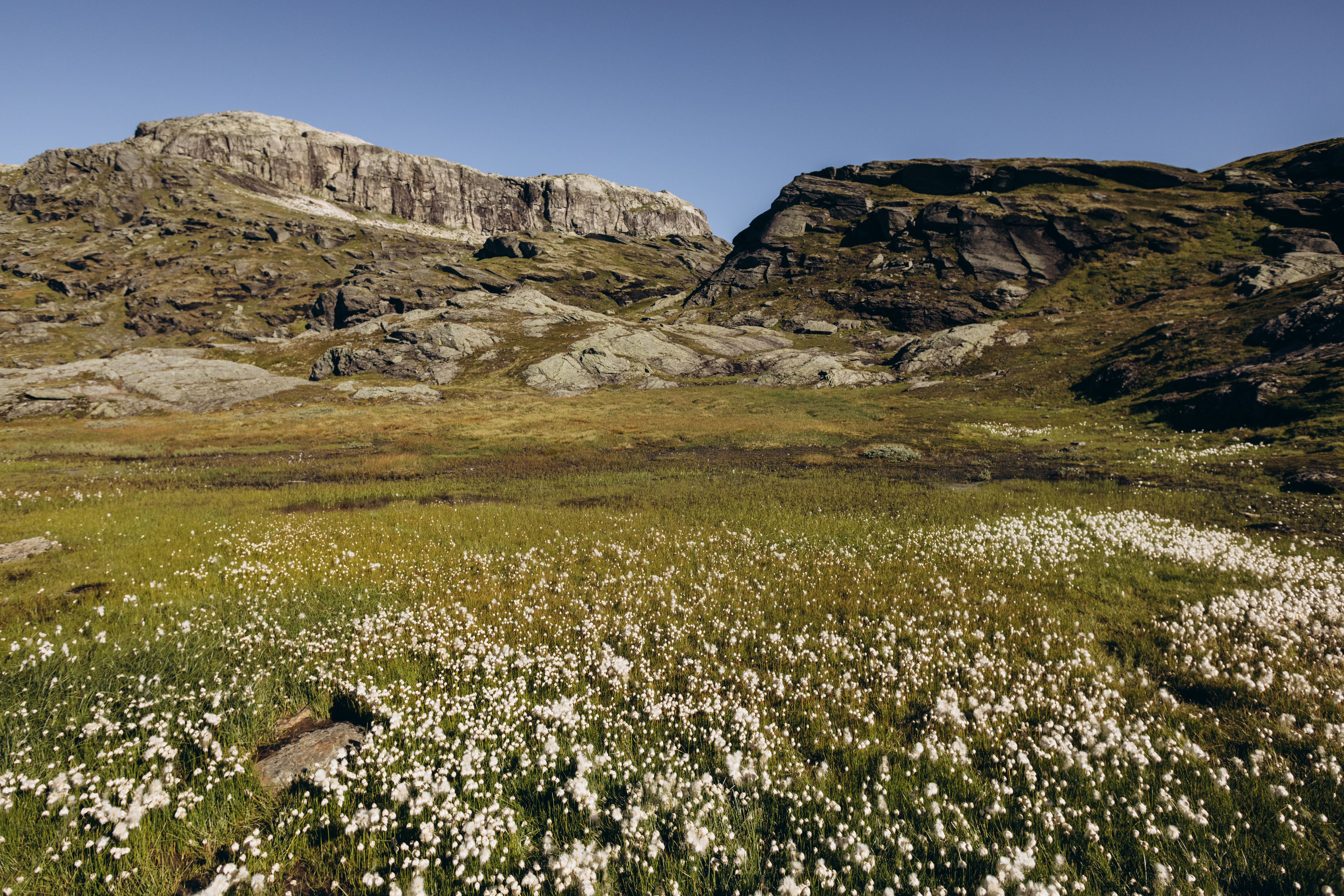 Amazing Northern Lights Expedition Tromsø - 6 People - Arctic Photo Guide Review 2026 - Serene landscape with cotton grass and rocky cliffs in Vestland, Norway under clear blue skies.