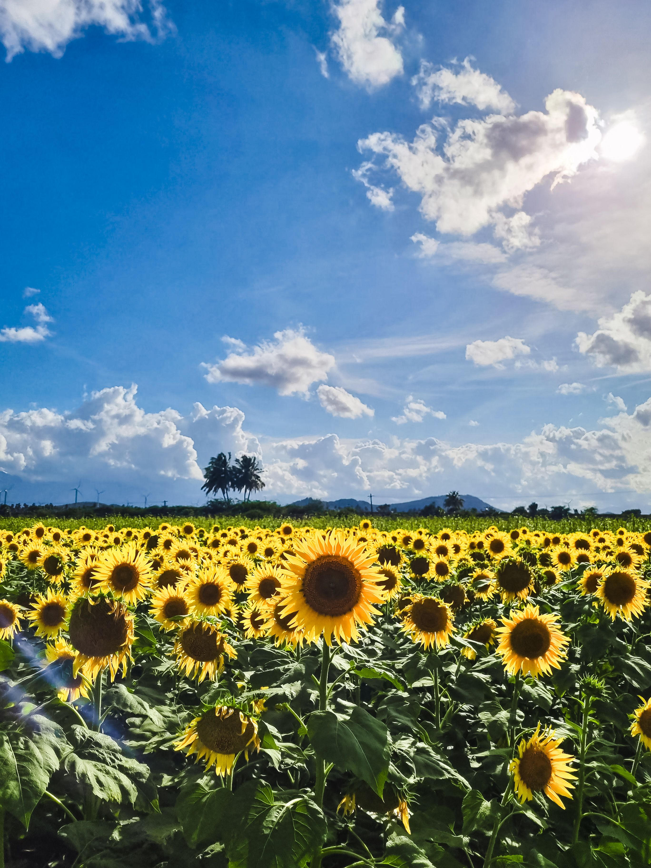 Sunflower Field Under Bright Blue Sky in Sambavarvadakarai · Free Stock ...