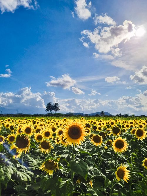 Free A vibrant sunflower field in Sambavarvadakarai, India, captures sunny skies. Stock Photo