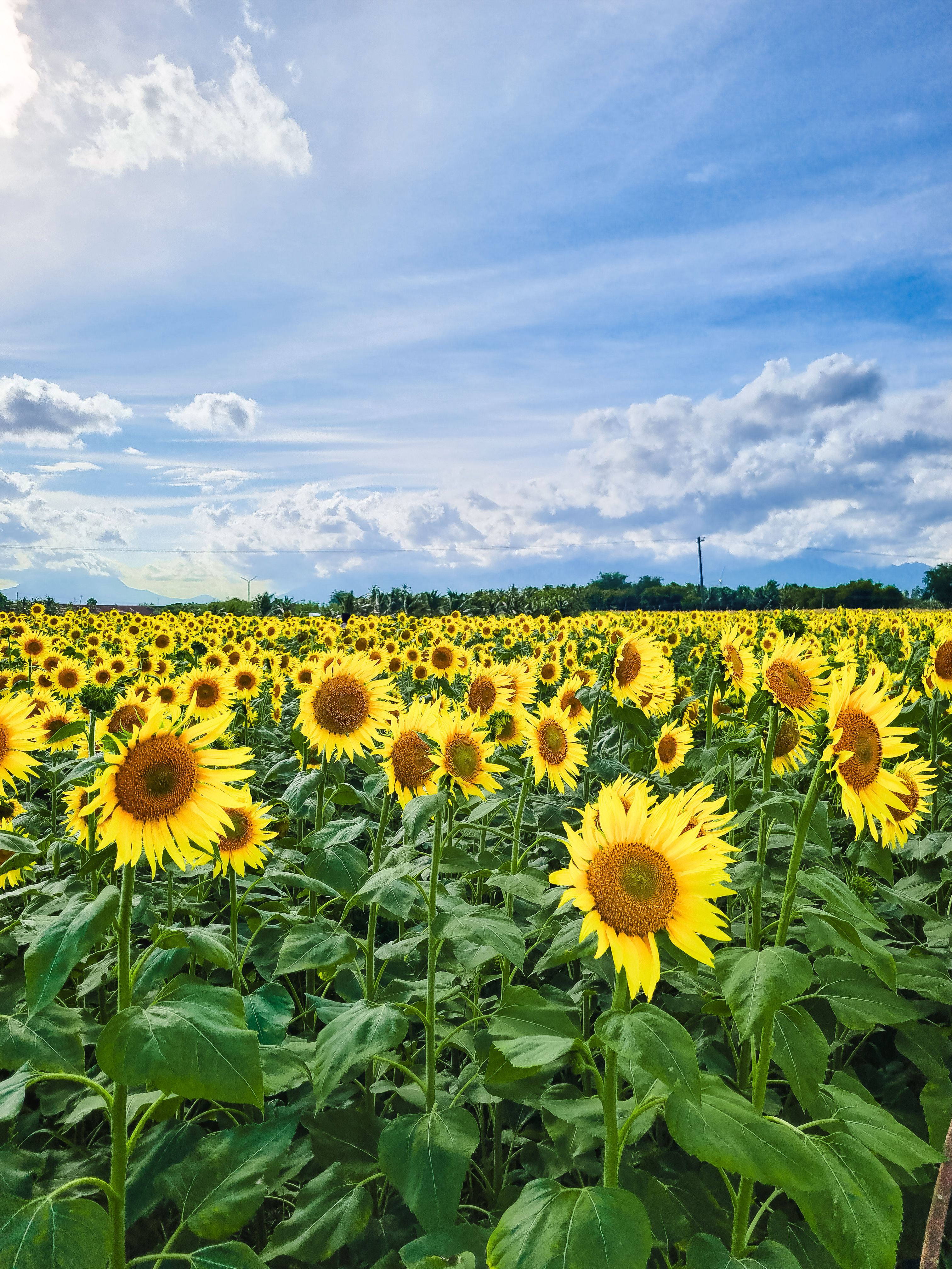 Vibrant Sunflower Field Under Bright Blue Sky · Free Stock Photo