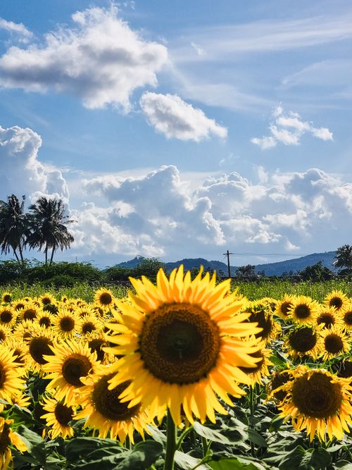Free Bright sunflowers blooming in a scenic field under a vivid blue sky with fluffy clouds. Stock Photo