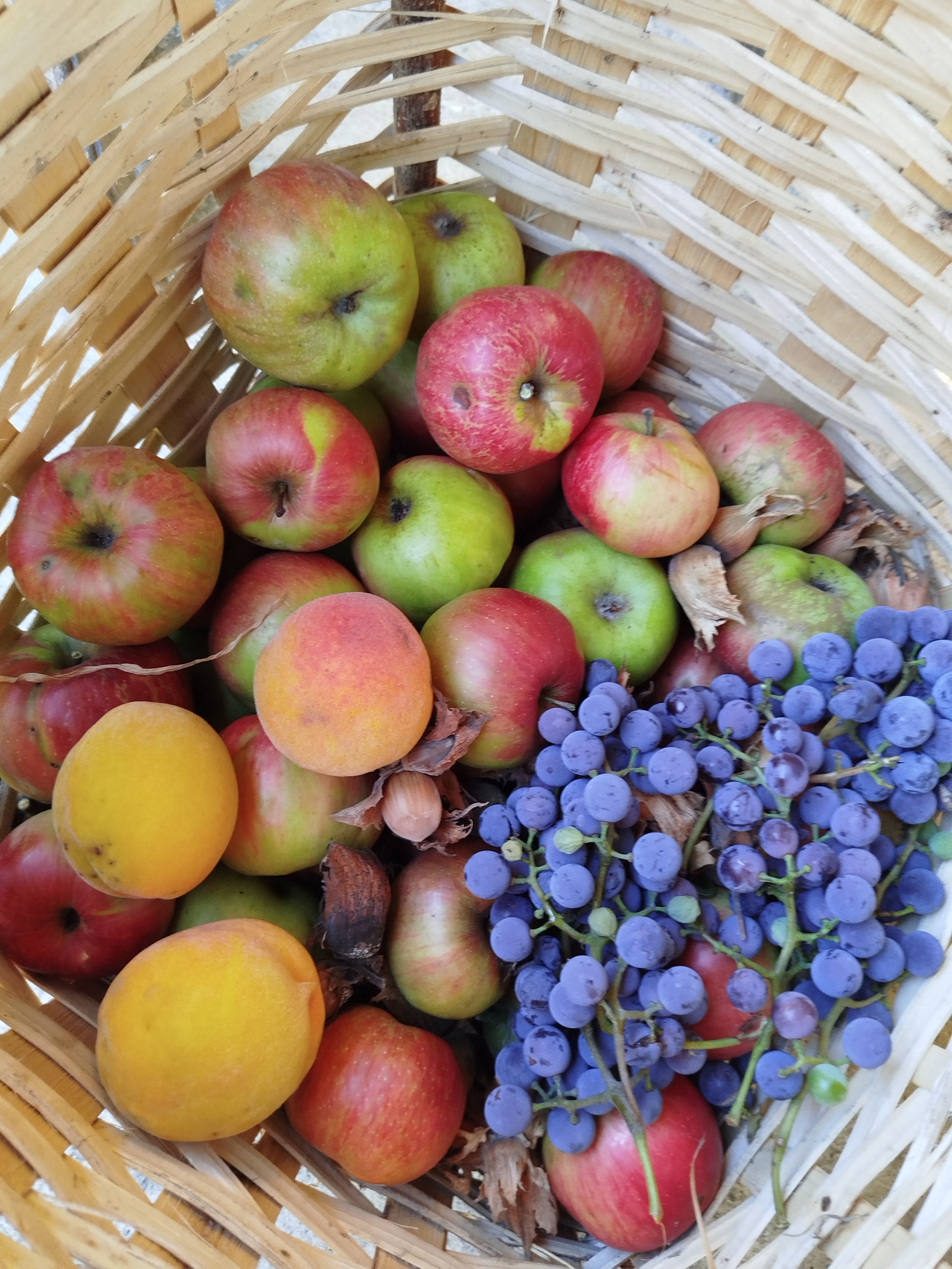 Gratuit Panier rempli de pommes fraîches, de raisins, de noisettes et d'abricots, symbolisant la récolte d'automne. Photos