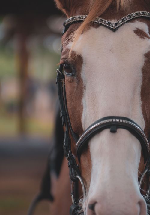 Free Elegant profile of a horse with an ornate bridle, expressing calmness and majesty. Stock Photo
