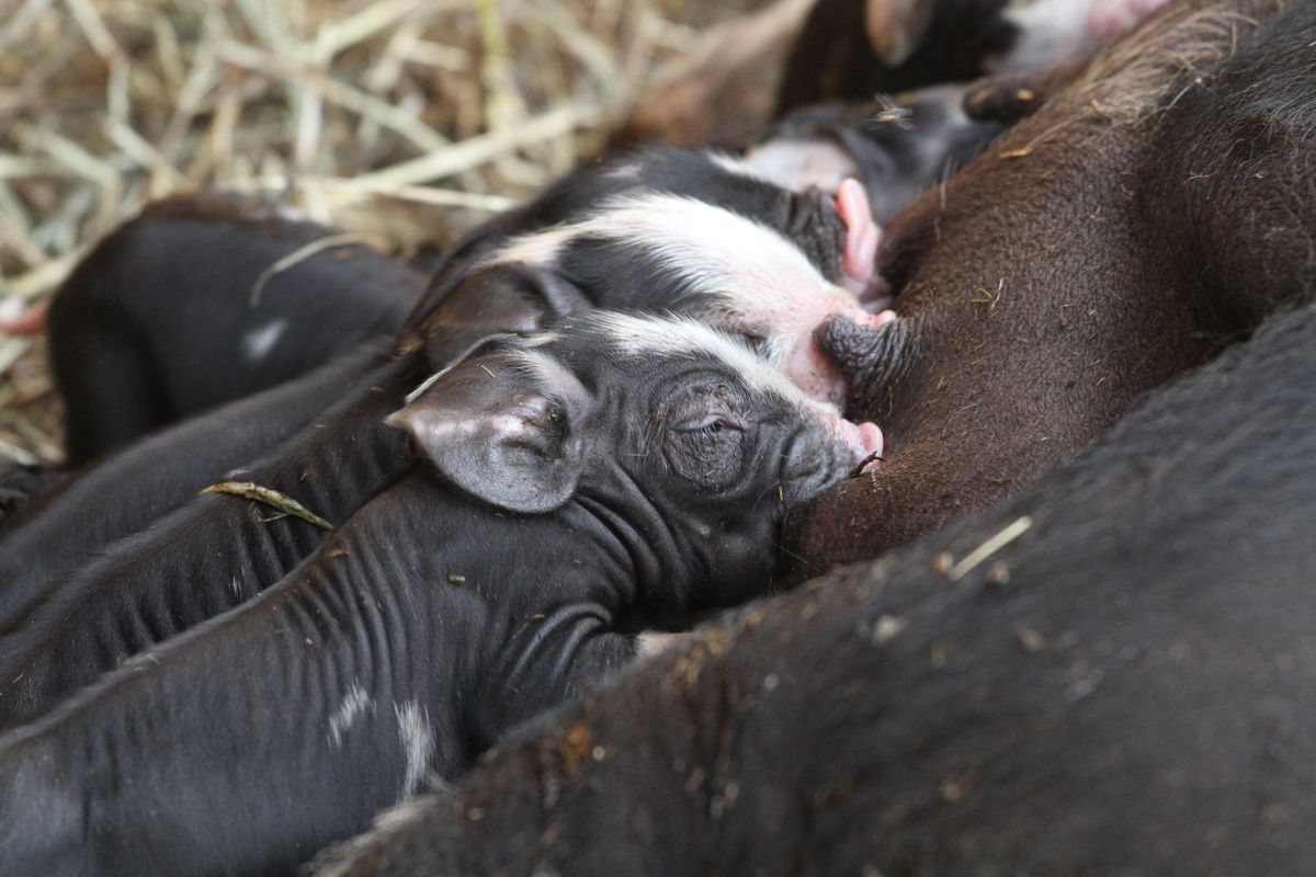 Baby Pig Photos, Download The BEST Free Baby Pig Stock Photos & HD Images