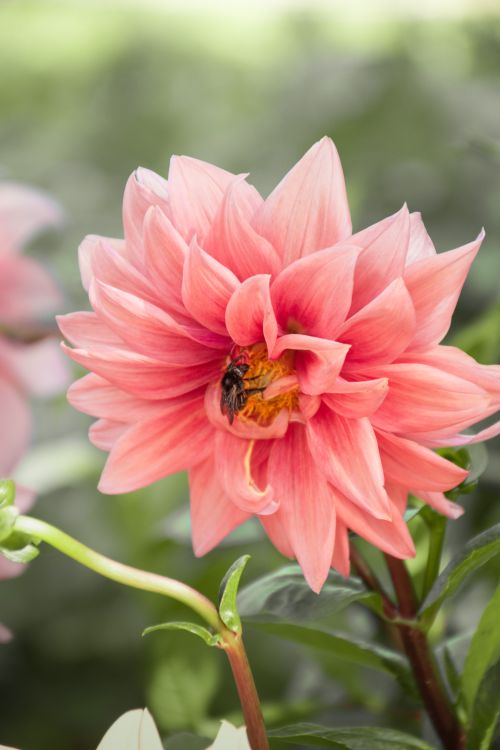 Free A detailed close-up of a bee pollinating a vibrant pink dahlia flower. Stock Photo