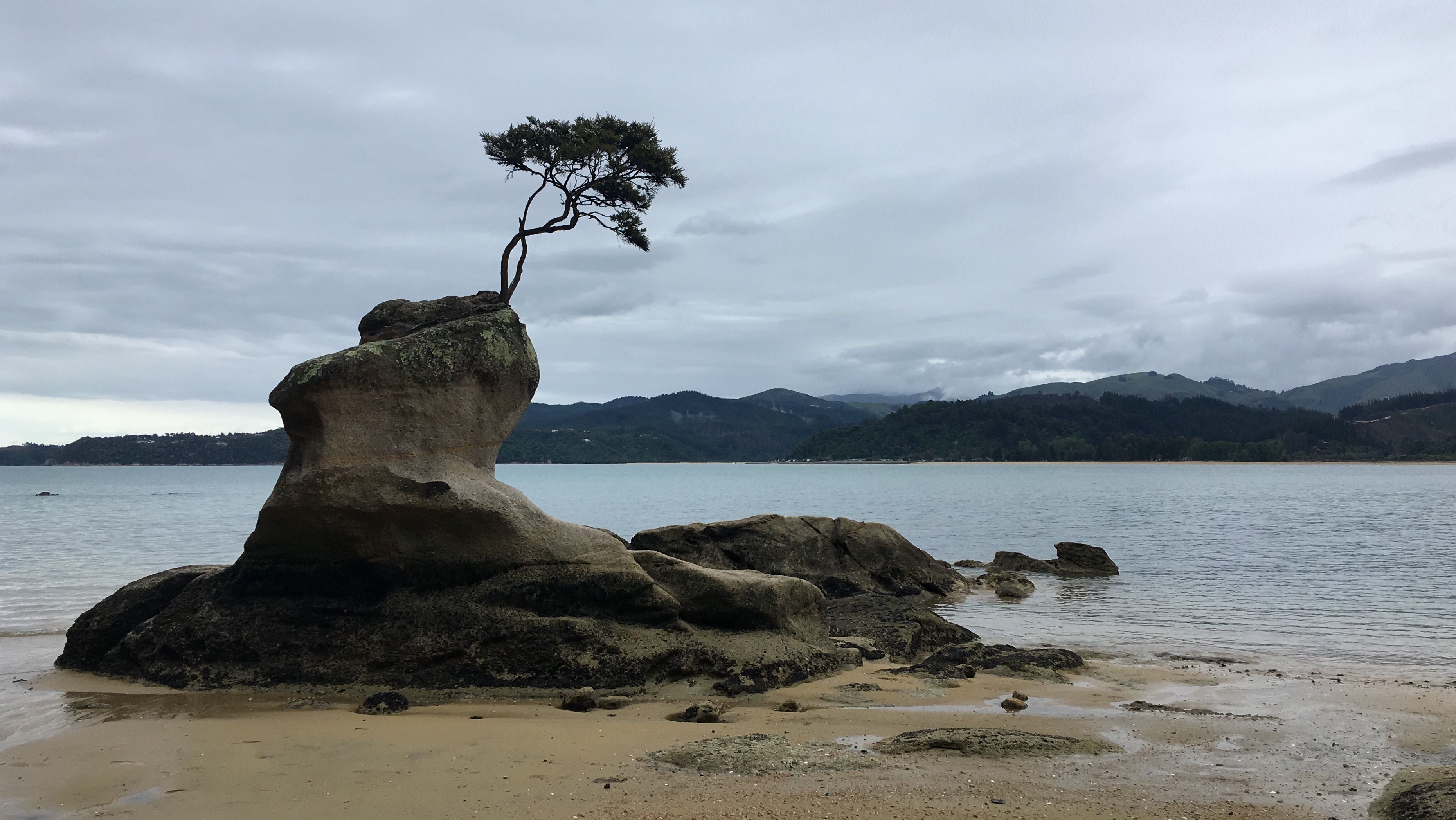 Lonely Tree on Rock Formation in New Zealand Bay · Free Stock Photo