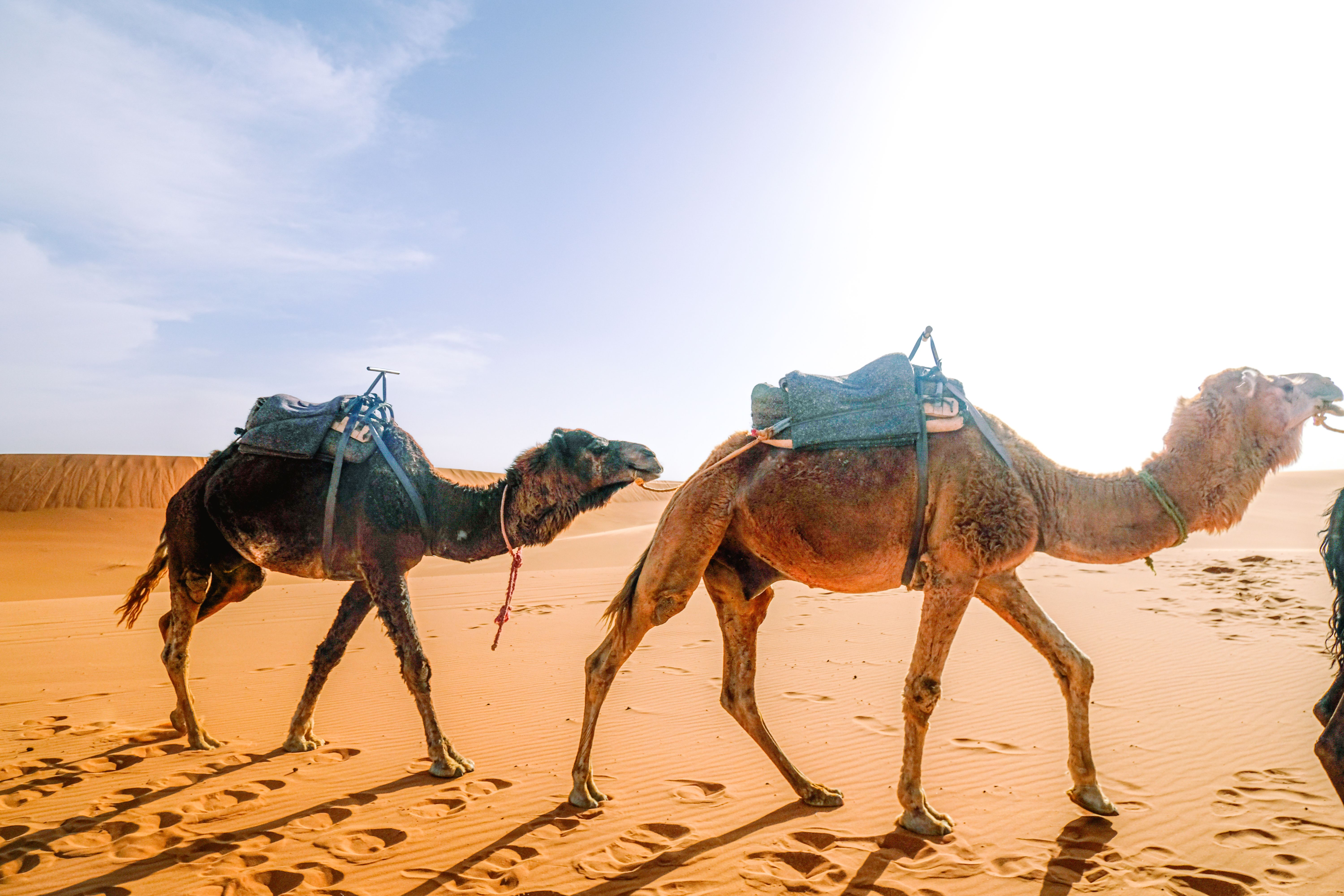 4-Day Marrakech to Fes Desert Tour