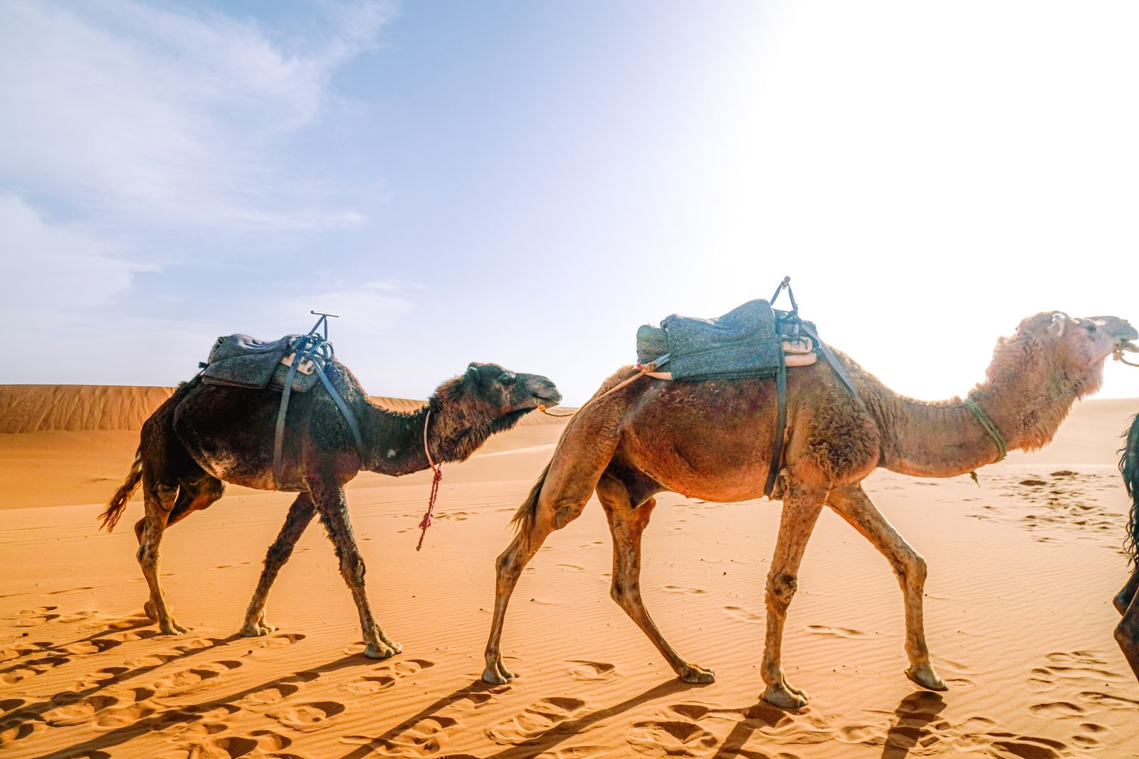 Camel trek on the dunes