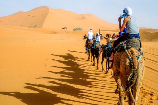 Camel caravan at sunset — Sahara — Erg Chebbi