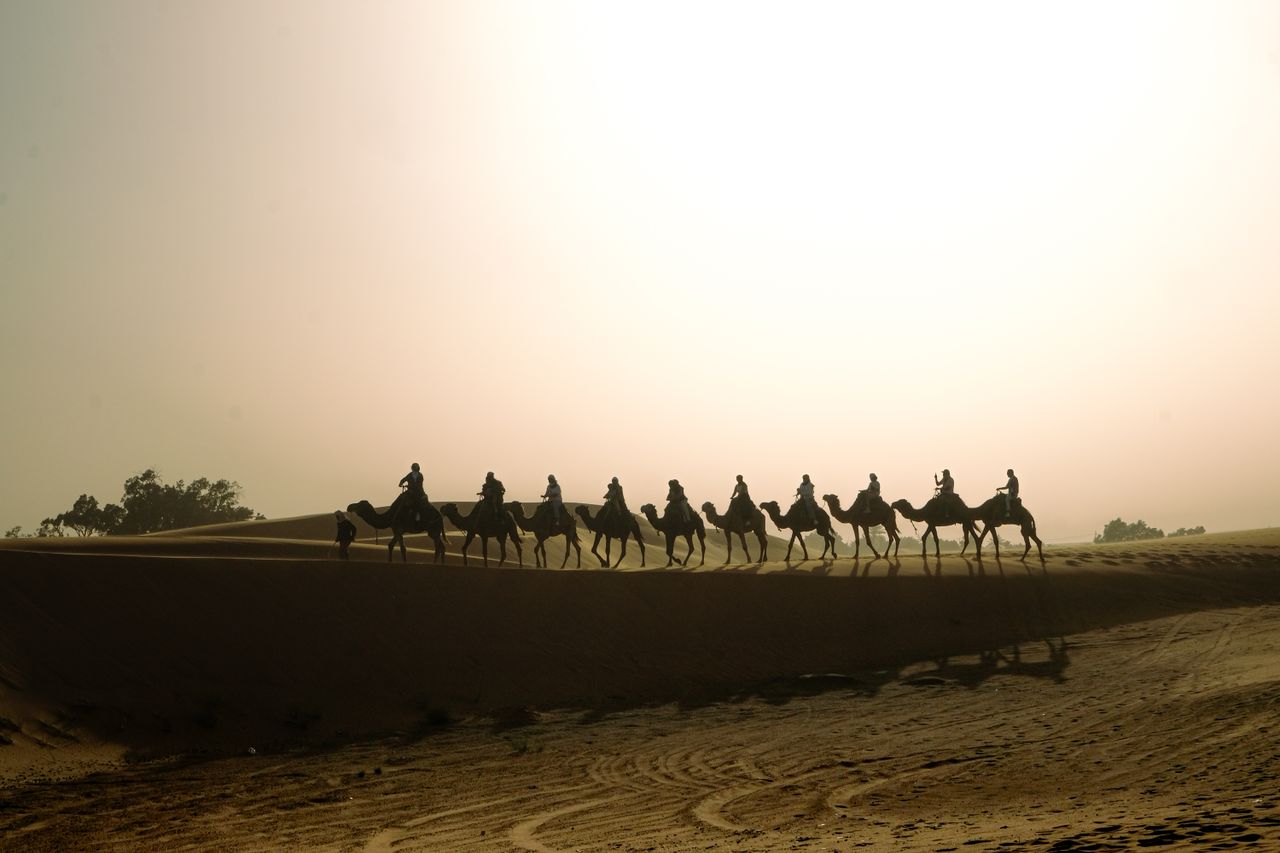Camel caravan silhouetted against a stunning sunset on the sandy dunes