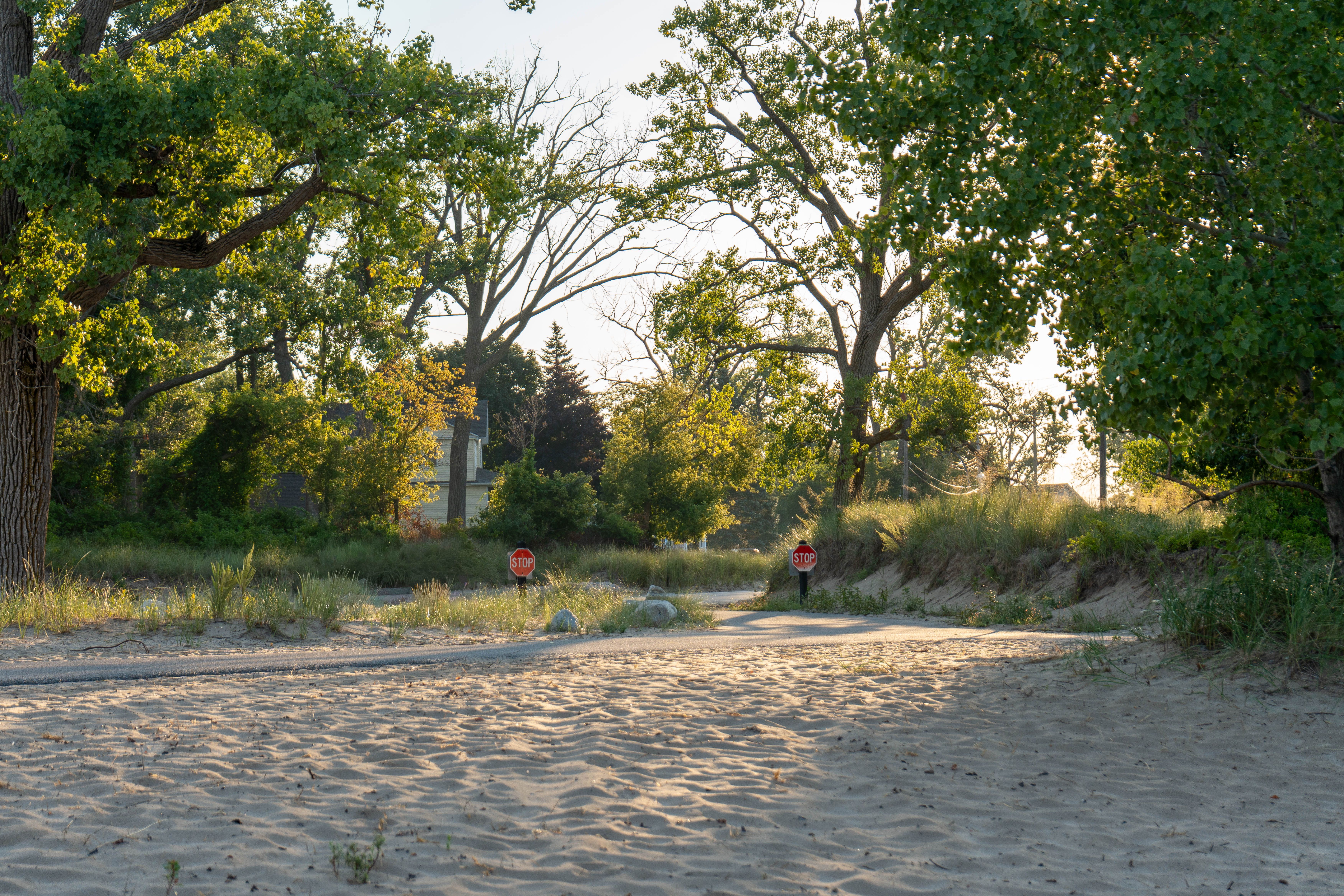 Tranquil view of a sandy pathway surrounded by lush trees at Holland State Park during summer.