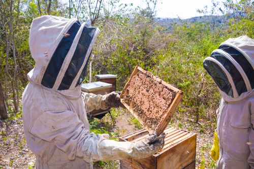 Free Two beekeepers in protective gear examining hive frames in a sunny outdoor apiary. Stock Photo