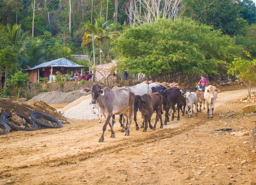 A farmer herding cows along a scenic dirt road in a rural village setting with lush greenery.