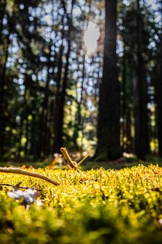 A tranquil view of a sun-drenched forest floor in Bavaria, Germany.