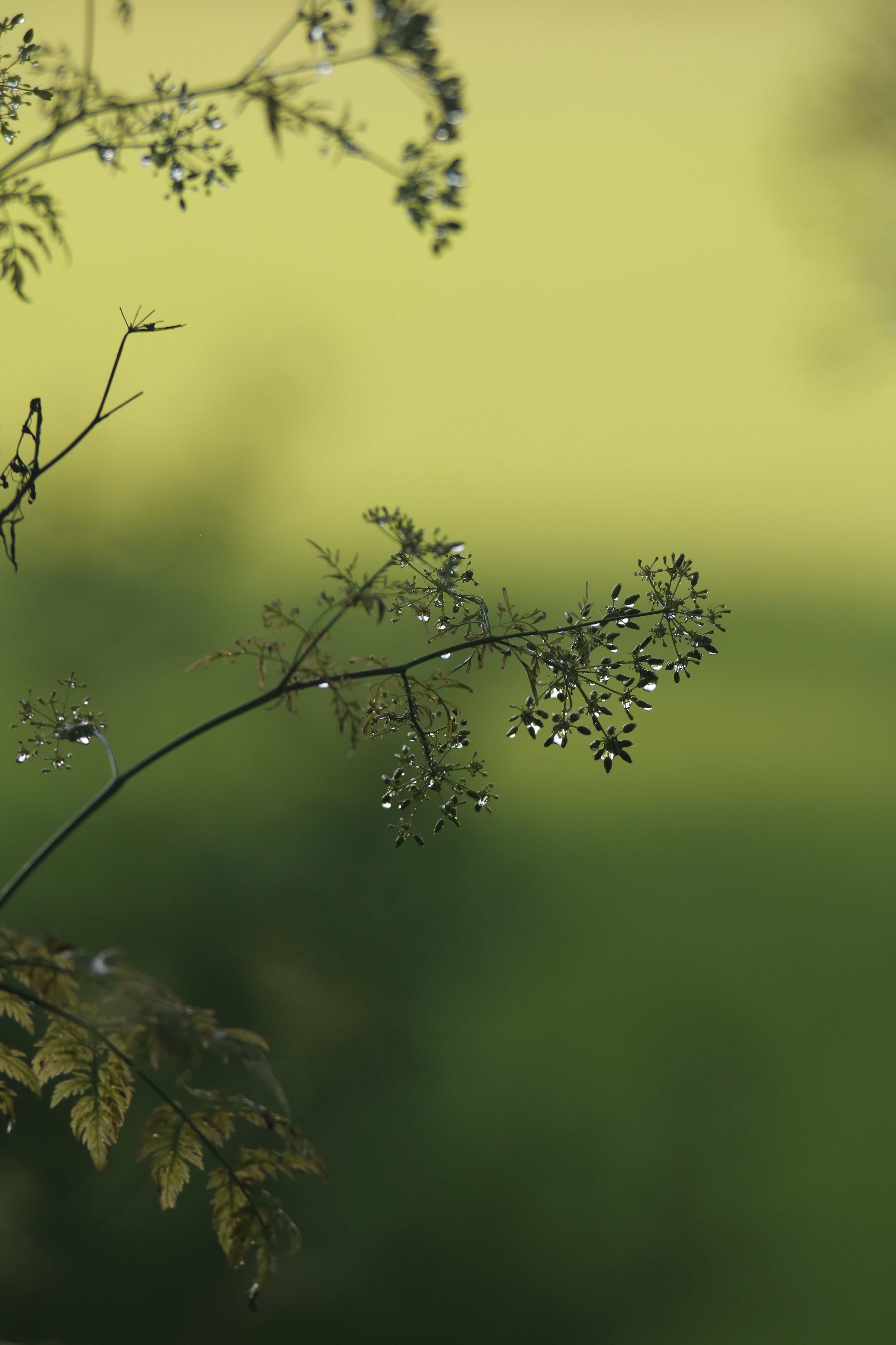Fine fern leaves with dew droplets against a soft green background, capturing nature's subtle beauty.