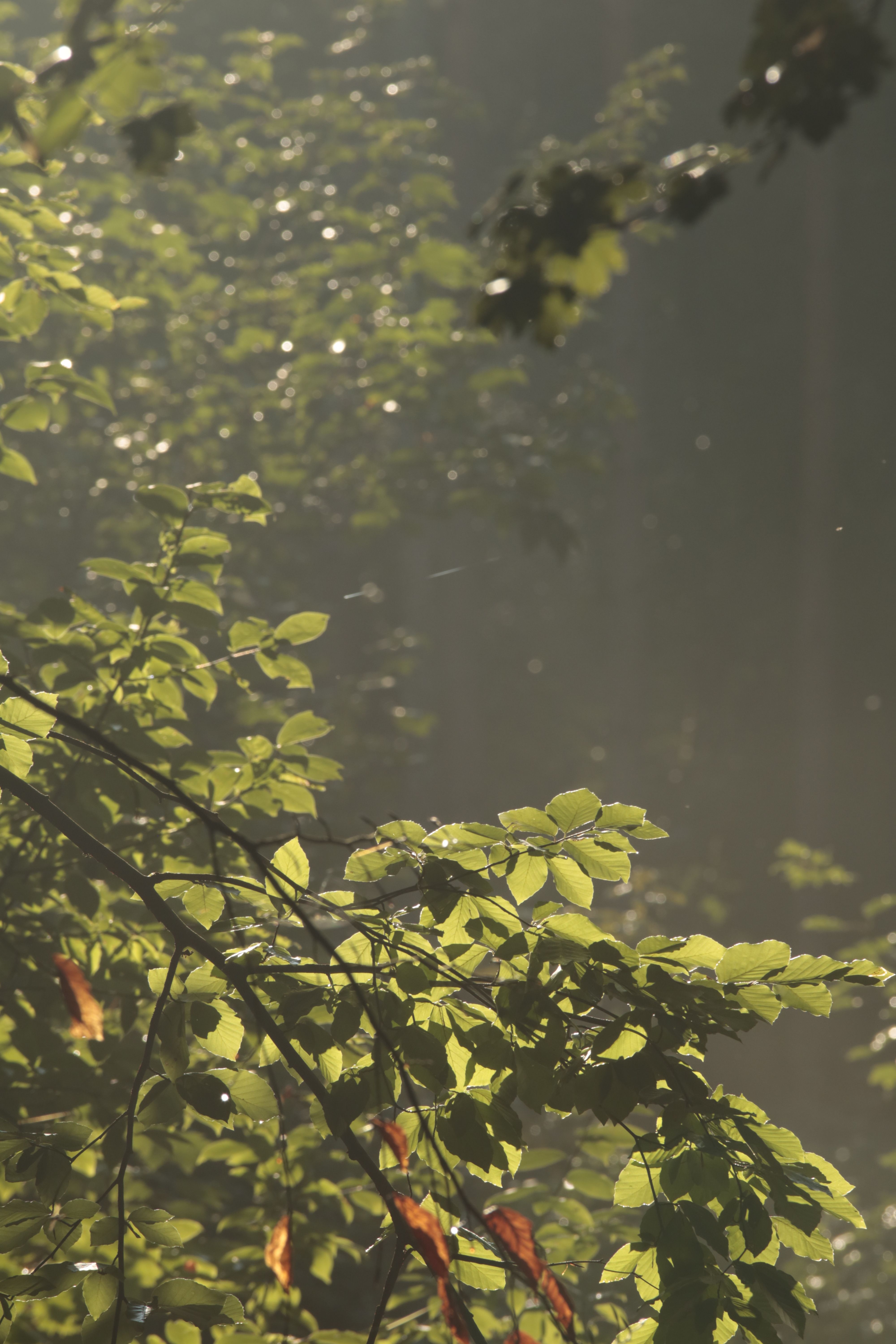 400.000+ Leaves Rustle In The Sunlight Bilder und Fotos · Kostenlos ...