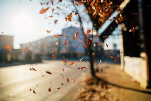 Безкоштовне стокове фото на тему «восени листя фону, Вулиця, глибина різкості»