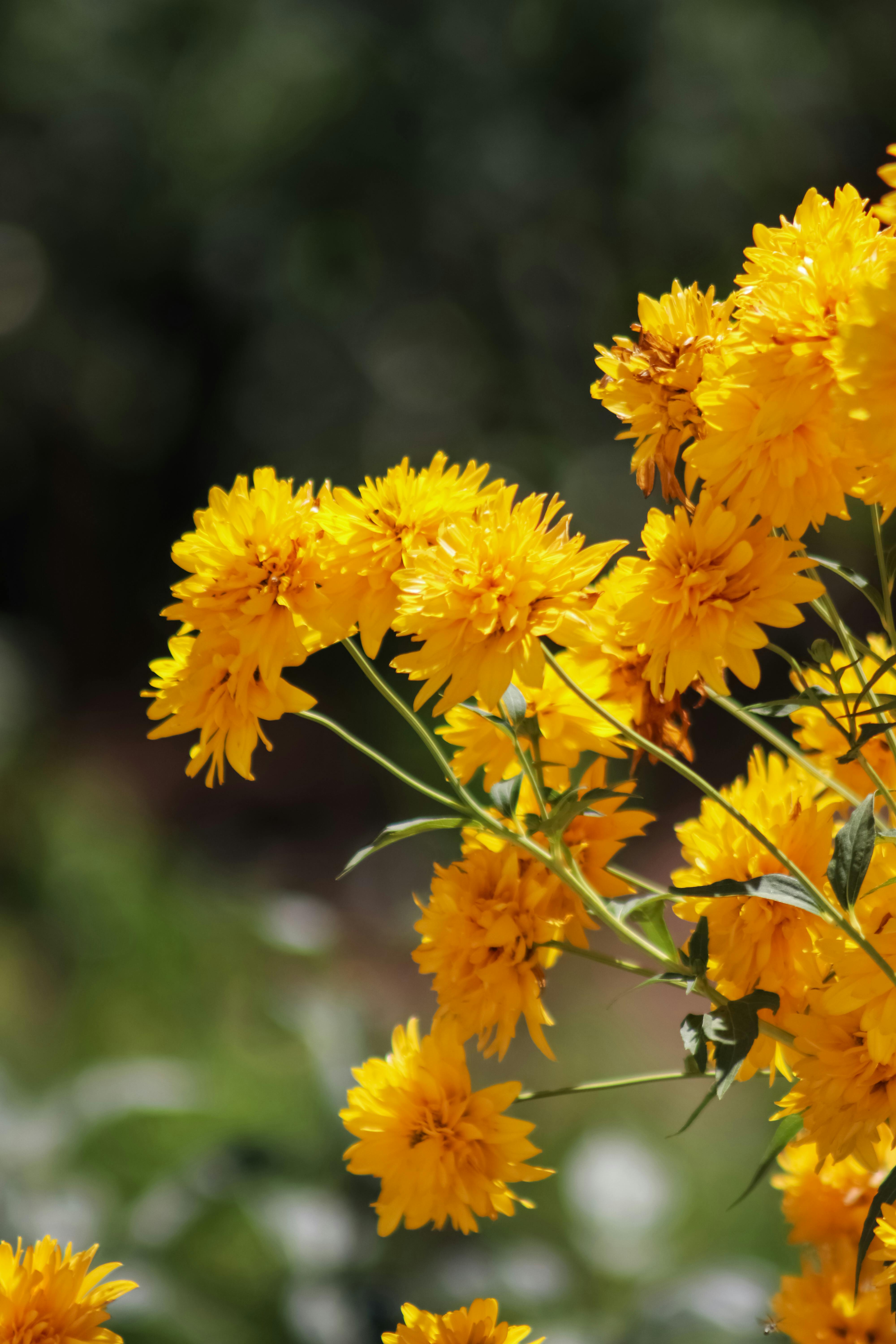 [ColoSach]-lush-yellow-flowers-blooming-vividly-in-natural-sunlight,-showcasing-vibrant-colors-and-textures.