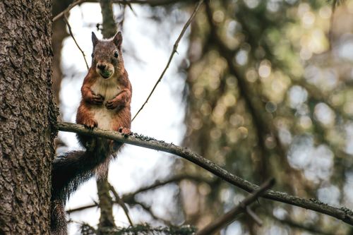 Free A cute squirrel holding an acorn on a tree branch, surrounded by lush forest greenery. Stock Photo