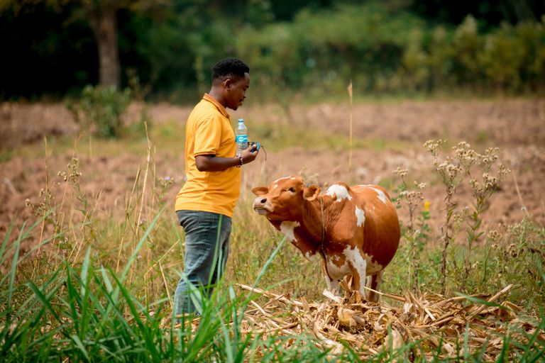 Agriculture businesses in Kenya