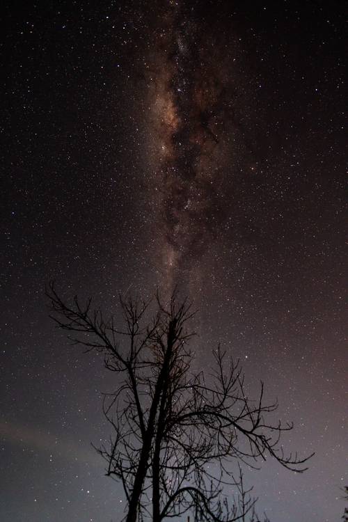 Free Breathtaking view of the Milky Way above a silhouetted tree in KwaZulu-Natal's night sky. Stock Photo