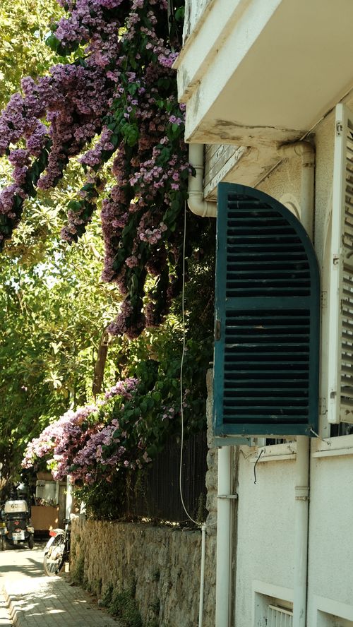 Free Rustic street with cascading bougainvillea and vintage window shutters. Stock Photo