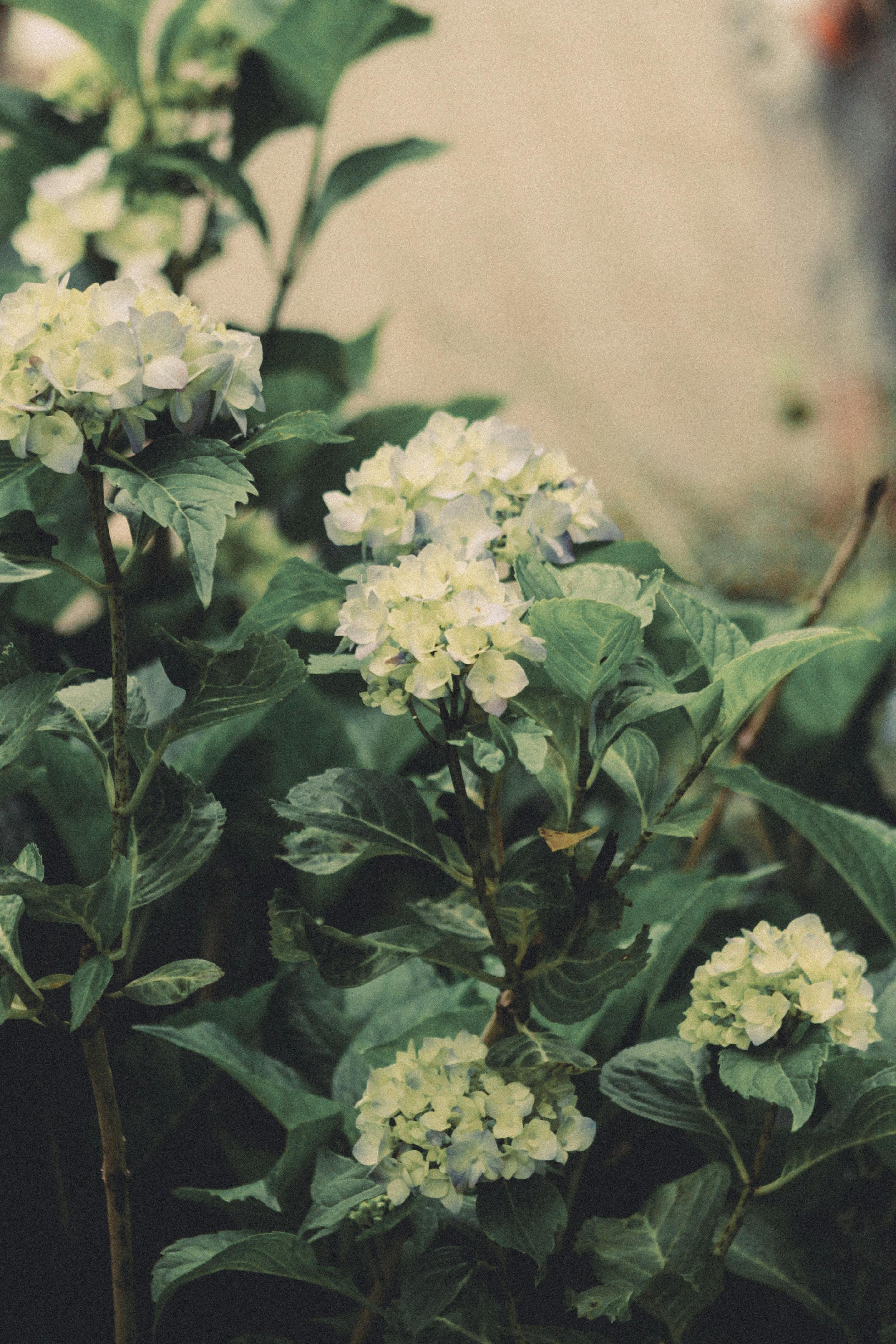 [ColoSach]-soft-focus-on-pale-hydrangea-flowers,-showcasing-natural-beauty-in-a-garden-setting.