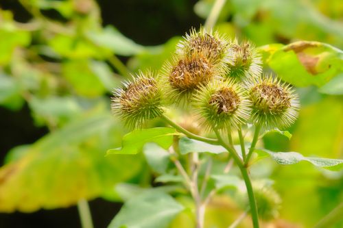 Free Vibrant close-up of thorny thistle flowers in a lush green setting, highlighting nature's textures. Stock Photo