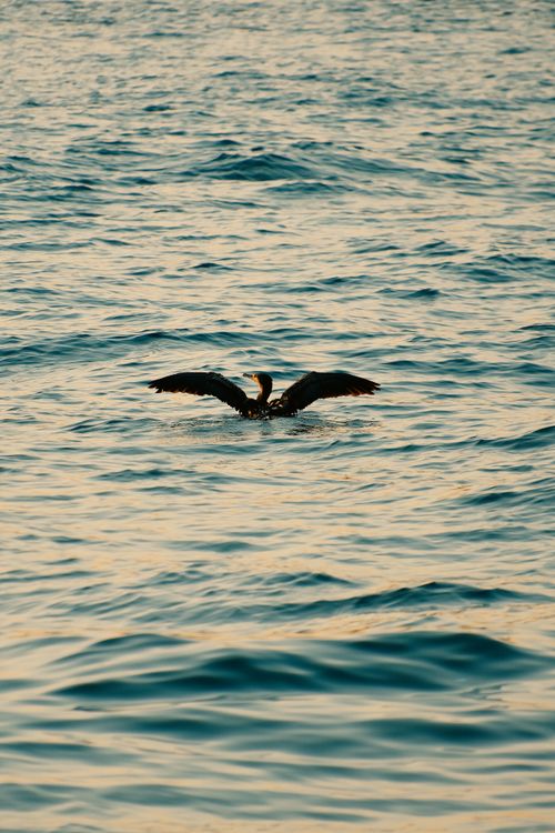 Free Single cormorant bird with wings spread wide on peaceful ocean surface at twilight. Stock Photo