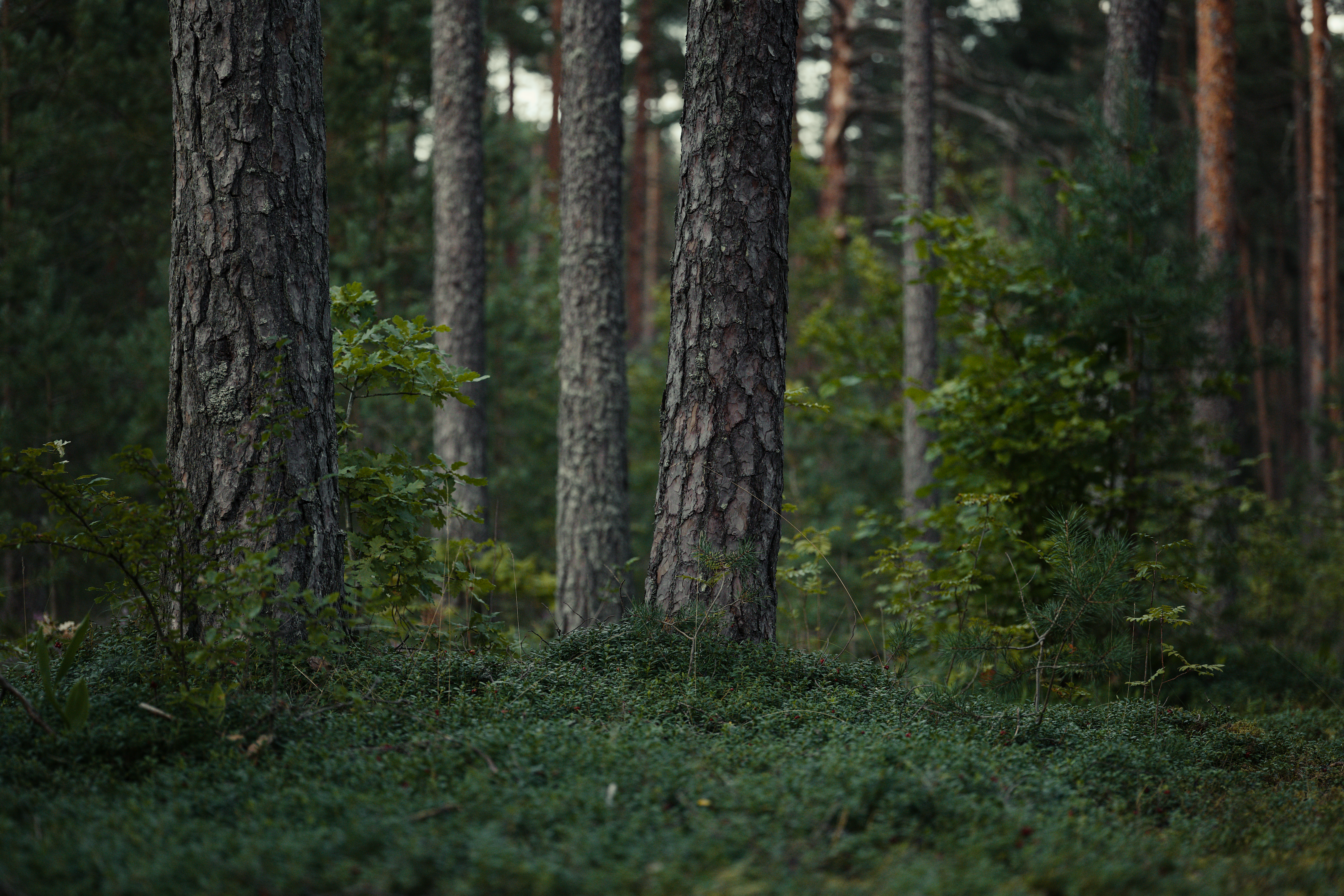 Forêt luxuriante symbolisant la biodiversité naturelle