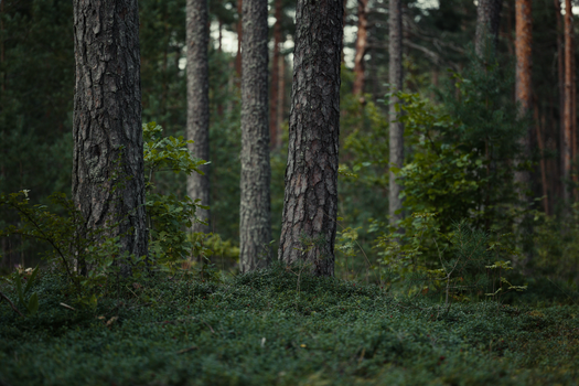 Tranquil forest with dense trees and lush green foliage, ideal for nature themes.