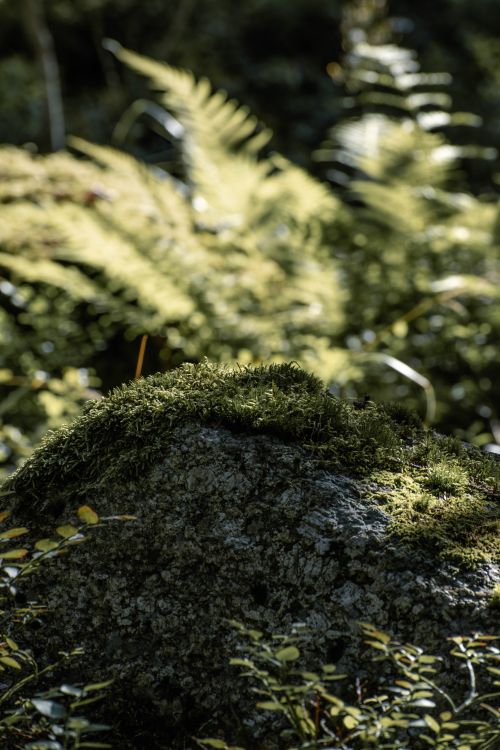 Free A serene forest scene with a moss-covered rock surrounded by lush ferns in gentle sunlight. Stock Photo