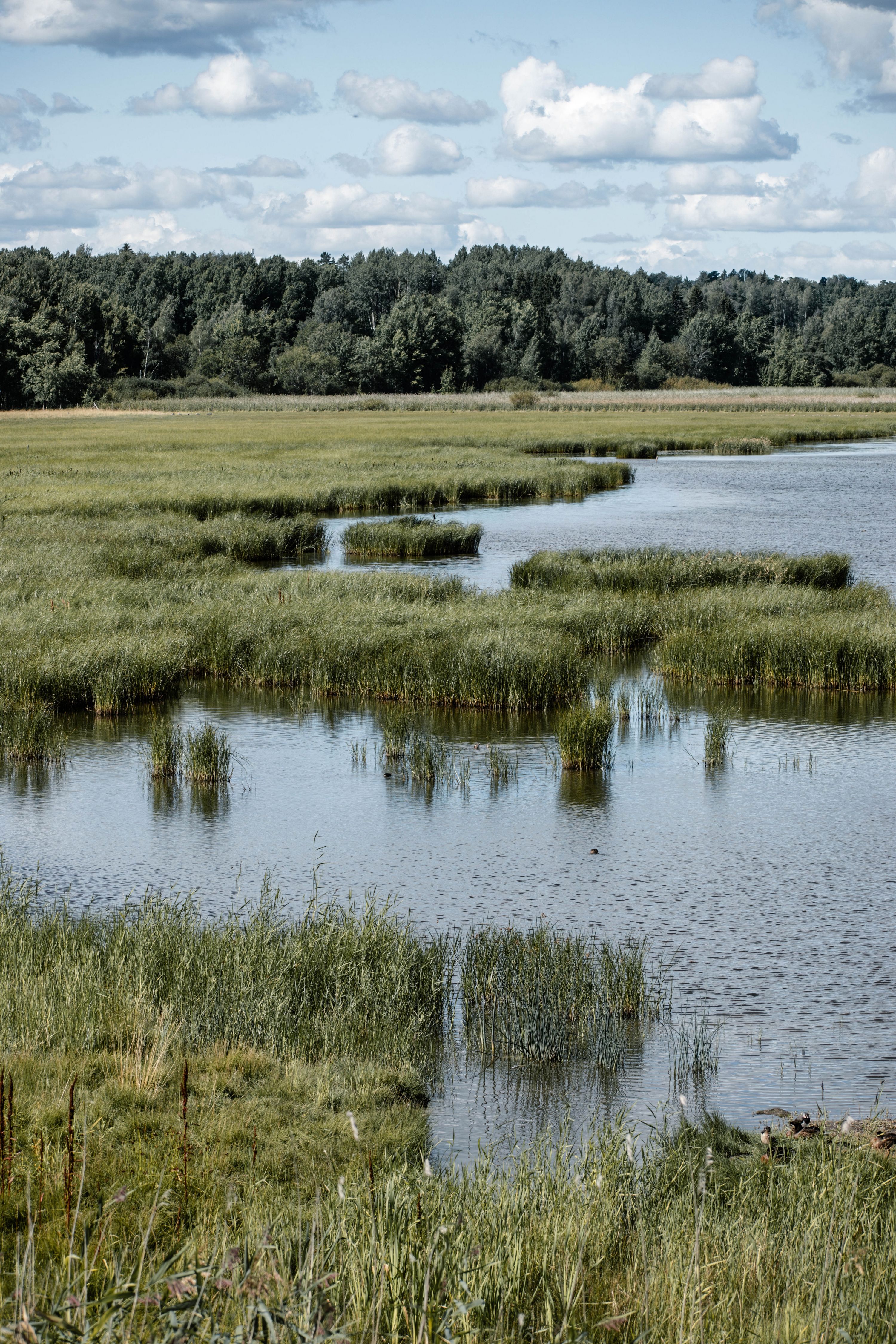 Peaceful view of lush wetlands in Espoo, Finland on a sunny day.