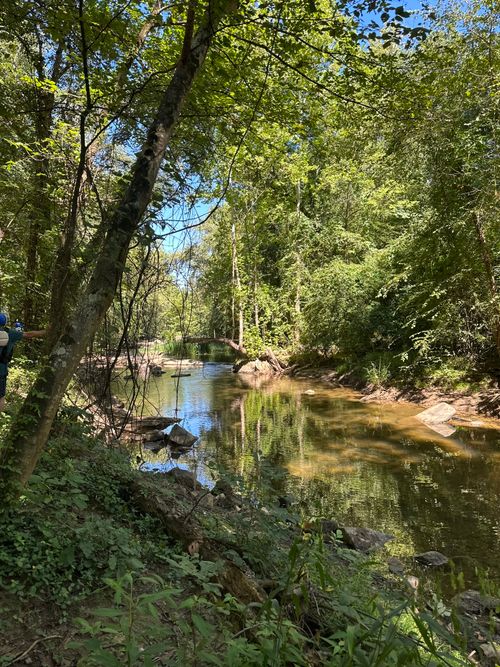 Free Serene stream flowing through a dense forest under bright sunlight, showcasing nature's tranquility. Stock Photo
