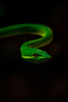 snake photo