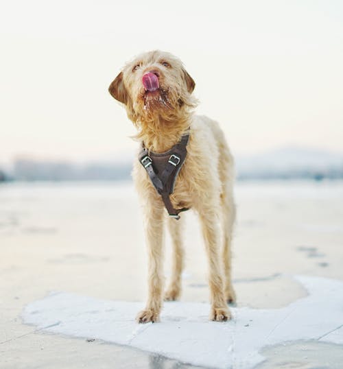 Free Dog Wearing Black Harness on its Body Stock Photo