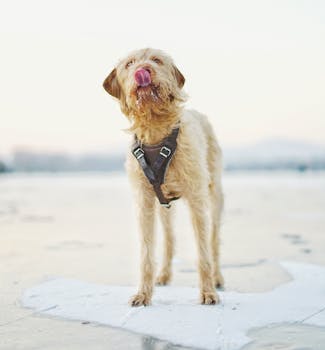 一只可爱的狗在冬天的户外舔着下雪的鼻子
