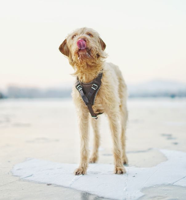 An adorable dog with a snowy nose licking its lips, captured outdoors in a winter landscape.