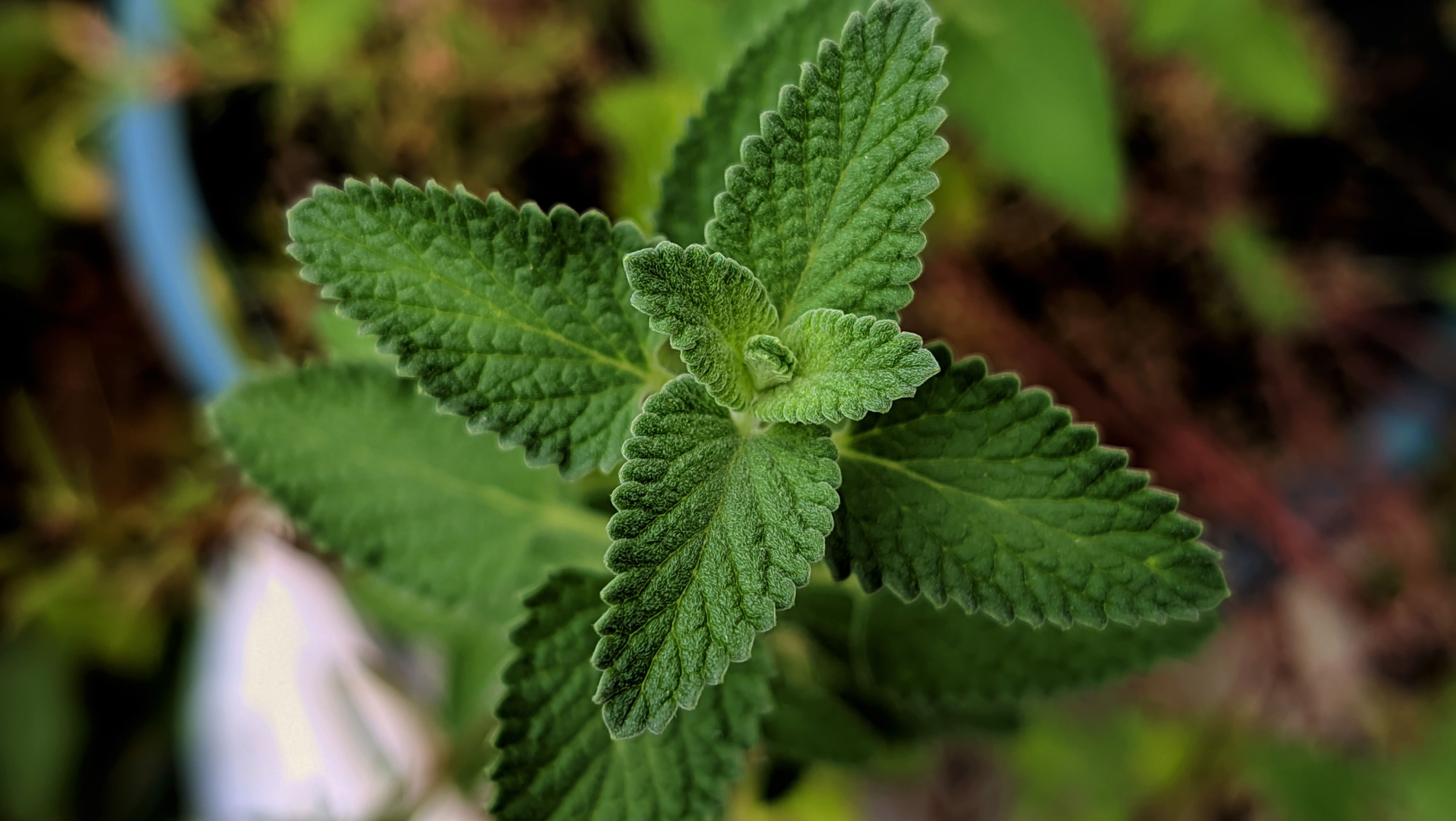 Anise Hyssop Natural Herb