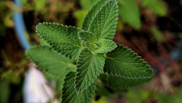 Detailed closeup image of vibrant green mint leaves outdoors, showcasing natural textures.