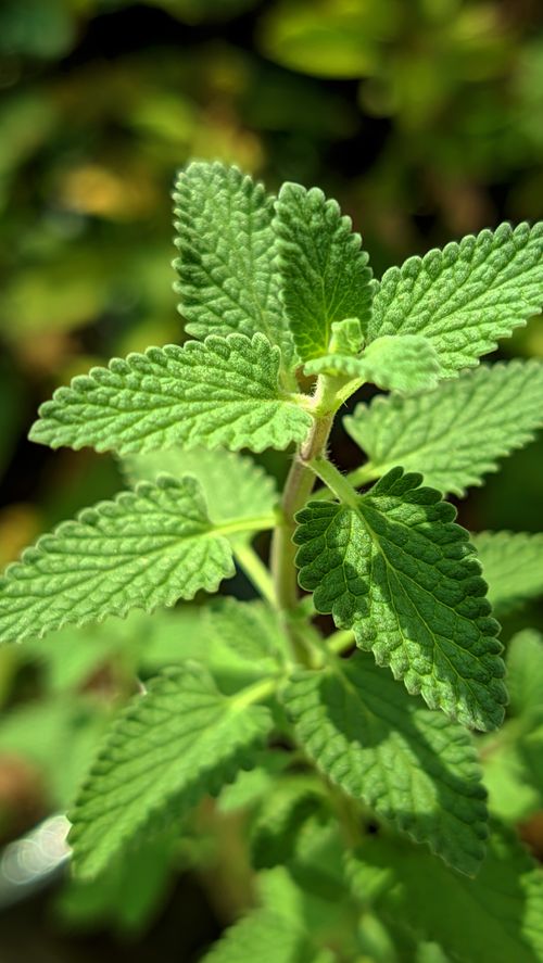Free Vibrant close-up of fresh mint leaves in a garden on a sunny day. Stock Photo