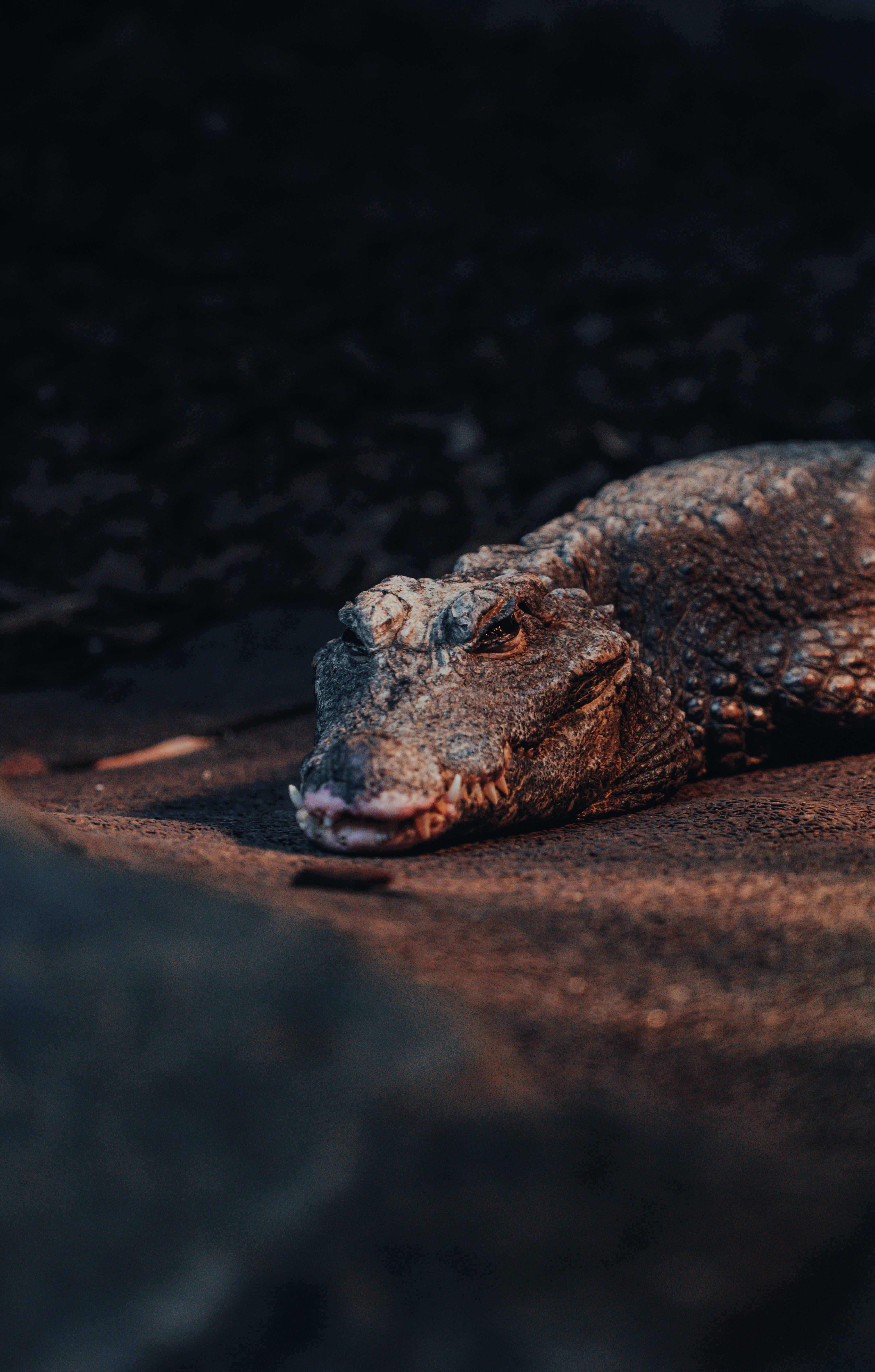 Close-up of a Crocodile on a Riverbank · Free Stock Photo, image size:3920x6148