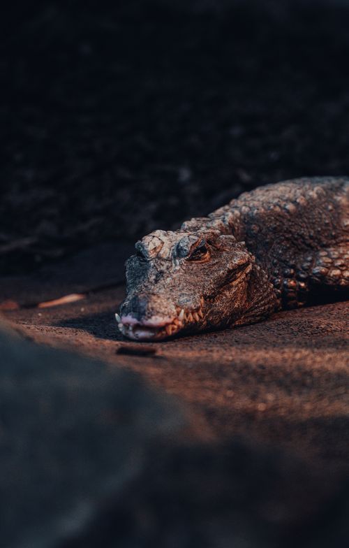 Free Detailed close-up of a crocodile basking quietly on a riverbank in natural light. Stock Photo