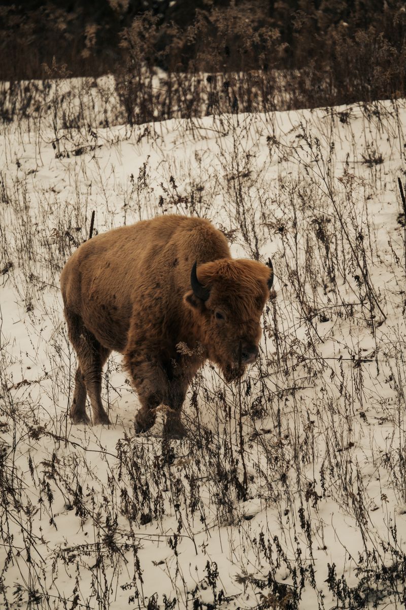 Majestic Bison in Winter Snowfall · Free Stock Photo