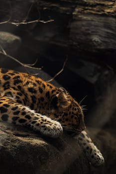 A serene leopard resting on a rock, captured in soft natural light.