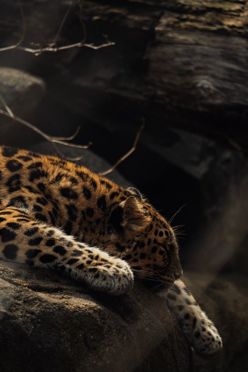 Free A serene leopard resting on a rock, captured in soft natural light. Stock Photo
