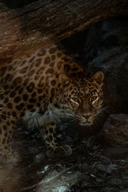 A captivating image of a leopard amidst dark forest shadows, showcasing its natural beauty.