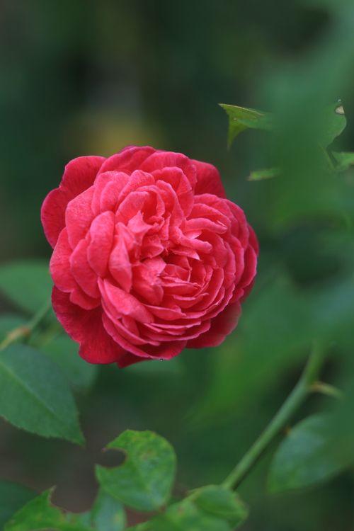Free Stunning close-up of a vibrant red rose blooming in a Kerala garden. Stock Photo