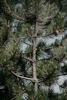 Detailed view of a pine tree branch with cones, showcasing natural textures and green foliage.