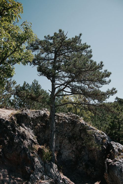 Free A lone pine tree grows on a rocky hill under a clear sky in Hungary, showcasing nature's resilience. Stock Photo